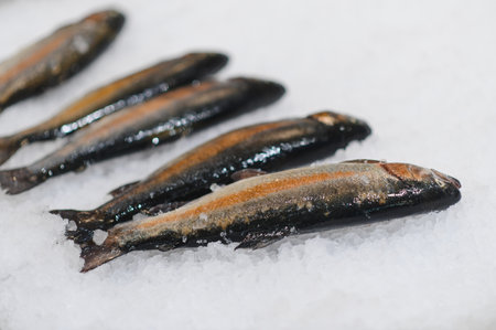 Fresh trout on ice in a supermarket close up.