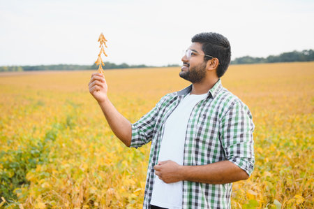 An Indian farmer in a soybean field.の写真素材