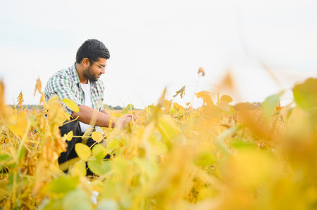 A young Indian farmer works in a soybean field.
