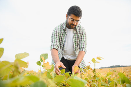 The concept of agriculture. An Indian farmer or agronomist inspects the soybean crop in a field.