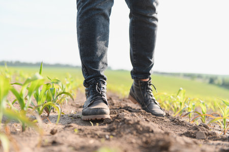 Farmer walking through a corn field, inspecting young sprouts and nurturing the promising future of...