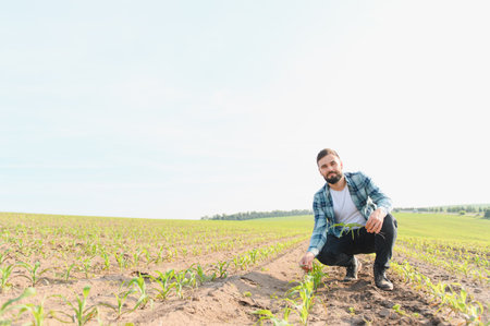 Agronomist crouching in corn field examining crops, ensuring healthy growth and successful harvest