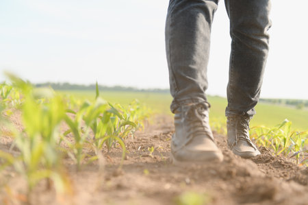 Farmer walking through a corn field, closely inspecting young corn sprouts emerging from the rich...