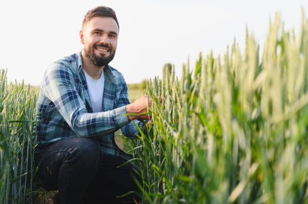 Young agronomist checking the growth of green wheat stalks in a cultivated field, ensuring a healthy...