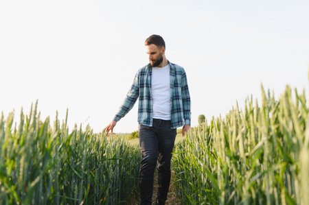 Young agronomist checking the crops touching wheat ears in a large agricultural field of organic...
