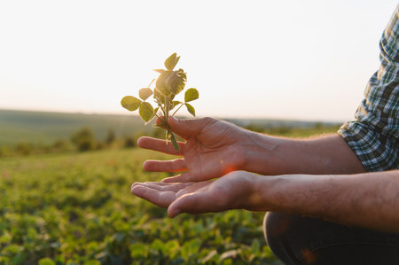 Agronomist examining cultivated soybean plant in a field at sunset, ensuring healthy growth and...