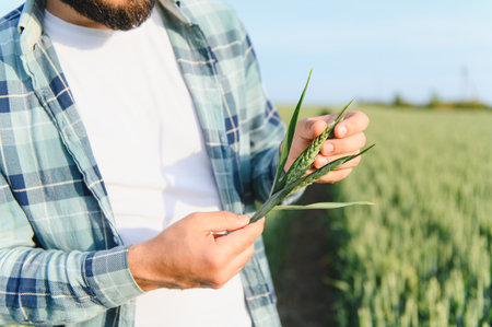 Farmer carefully inspects a green wheat stalk, assessing its development and health amidst a vast...