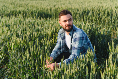 Agronomist crouching in wheat field, examining the growth and health of young wheat plants before harvestの写真素材