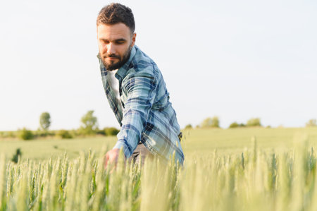 Young agronomist checking the wheat ears in a cultivated field, assessing the health and growth of...