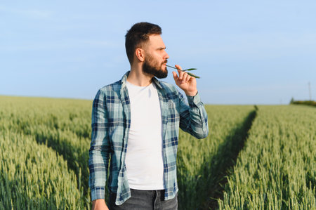 Agronomist examining cereal crop development in cultivated field, ensuring healthy growth and...