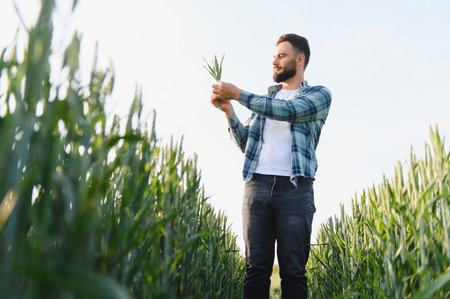 Agronomist carefully inspecting a wheat stalk, assessing its growth and health in a vast...