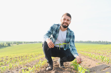 Agronomist crouching in a cultivated corn field, closely examining the growth of plants and...