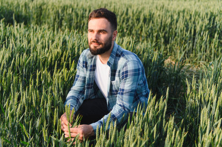 Agronomist crouching in cultivated cereal field examining the growth of green wheat ears at sunsetの写真素材