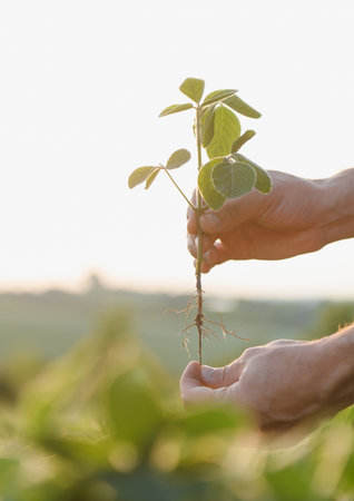 Farmer examining soybean seedling, revealing healthy root system in a cultivated field, emphasizing...