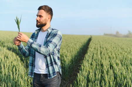 Agronomist examining the growth of wheat stalks in a cultivated field, assessing the health and...