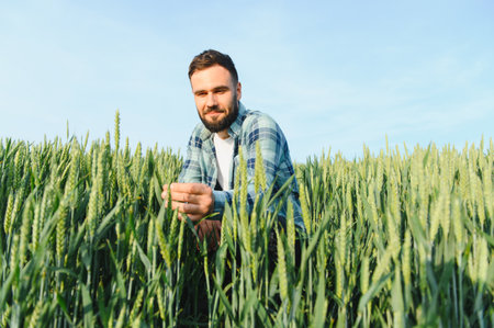 Agronomist examining cereal crop development in cultivated field, ensuring healthy growth and...