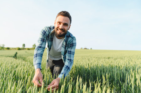 Agronomist examining cereal crop development in a cultivated field, ensuring healthy growth and...