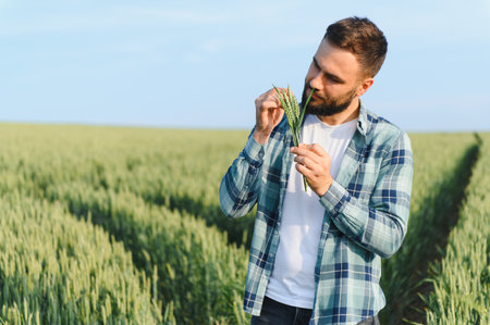 Agronomist examining wheat ears in a large green field, assessing the quality of the crop before the harvest seasonの写真素材