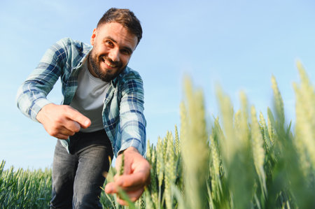 Smiling farmer examining and gently touching wheat ears in a cultivated agricultural field, ensuring...