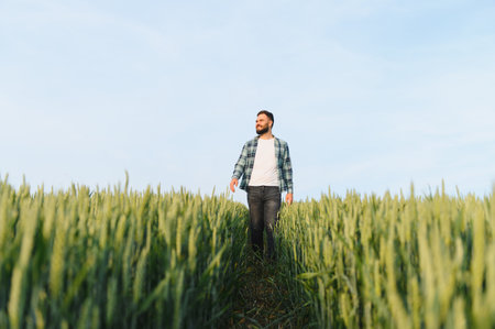 Agronomist analyzing the state of the wheat plants before the harvest, walking through a path in the...