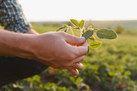 Farmer holding and inspecting a soybean plant in a cultivated field, ensuring healthy growth and...