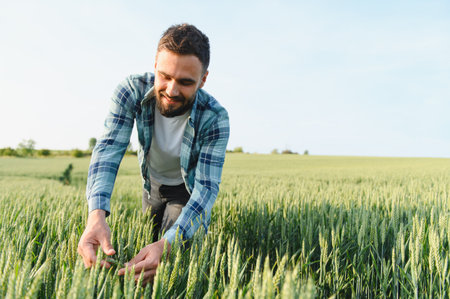 Happy agronomist examining cereal crop development in cultivated field, ensuring healthy growth...