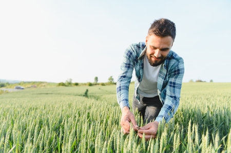 Agronomist examining cereal crop development in cultivated field, ensuring healthy growth and...