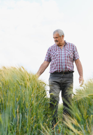Senior farmer walking through a lush green wheat field, gently touching the wheat stalks while...