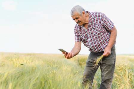 Senior farmer using smartphone technology for inspecting and analyzing wheat growth in agricultural...