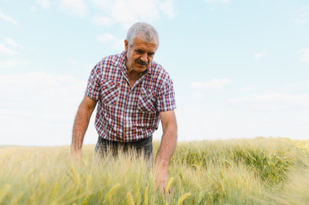 Senior agronomist examining wheat stalks in a vast field, ensuring healthy growth and assessing crop quality under a clear skyの写真素材