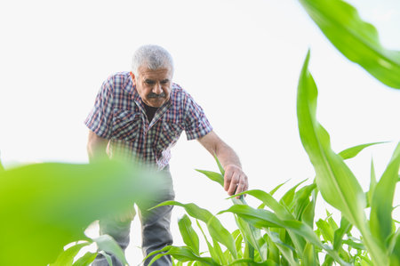 Senior farmer carefully inspecting the growth of his corn plants in a lush field, ensuring a healthy and abundant harvestの写真素材