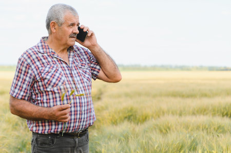 Senior farmer holding wheat spikes using smartphone in a field, making a phone call during harvest...