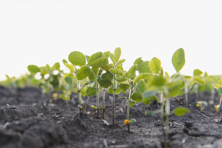 Close up of soybean plants growing in fertile soil, representing new life and agricultural growthの写真素材