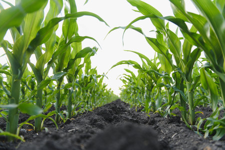 Lush green corn plants thrive in rich soil, promising a bountiful harvest and representing...