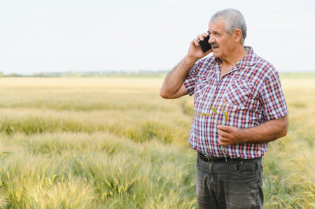 Senior farmer holding wheat stalks while using a mobile phone in a vast wheat field, blending...