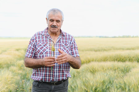 Senior farmer carefully analyzing a wheat stalk in his field, assessing the growth and quality of...