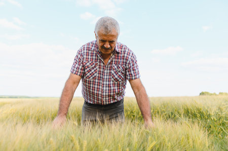 Senior male agronomist examining wheat stalks in a cultivated field, assessing growth and quality...