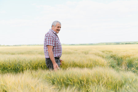Smiling senior farmer inspecting a thriving wheat field, savoring the rewards of a bountiful summer...