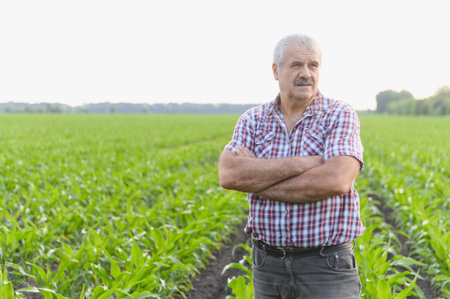 Confident senior farmer proudly surveying his healthy cornfield, arms crossed, embodying experience...