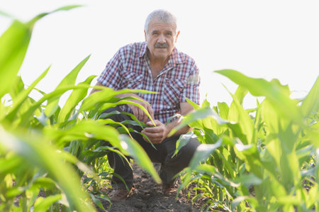 Senior agronomist crouching in a corn field, closely examining plants and monitoring their growth...