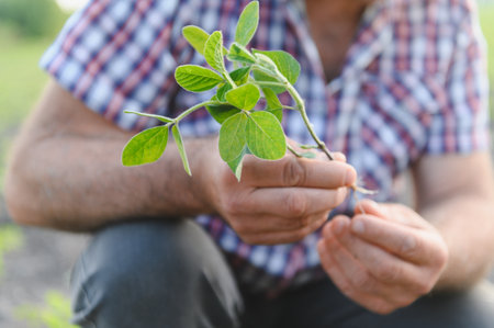 Farmer carefully inspecting a soybean plant, checking its growth and health in a cultivated...