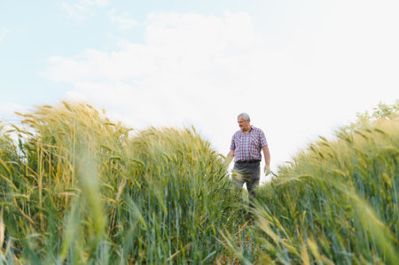 Senior agronomist walking through a vibrant green wheat field, inspecting the healthy crops under...