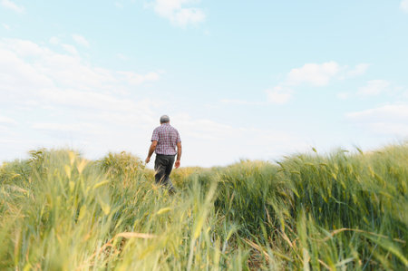 Senior farmer walking and inspecting growth in cultivated green wheat field on sunny summer day