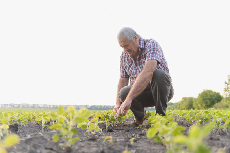 Senior agronomist crouching in a lush soybean field, carefully examining the growth and development...