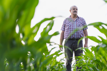 Senior agronomist standing in a lush cornfield, carefully inspecting the growth and health of the...