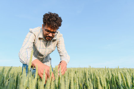 Agronomist examining wheat crop development in cultivated field, ensuring healthy growth and...