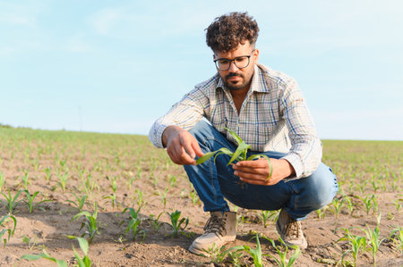 Agronomist crouching in a corn field, closely inspecting the growth and health of young maize plants...