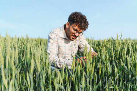 Agronomist examining wheat ears in a cultivated field, ensuring healthy growth and assessing crop...