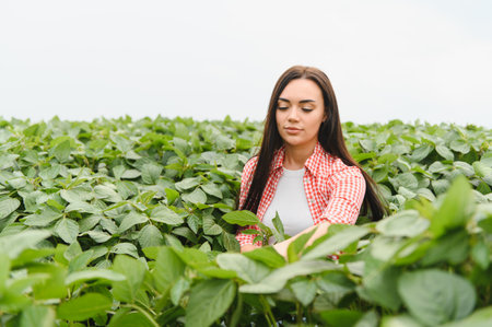 Young woman farmer checking the growth of soybean plants in a cultivated field, ensuring a healthy and productive cropの写真素材