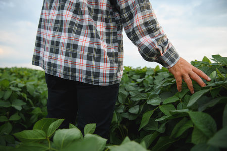 Farmer gently touching and inspecting soybean leaves, monitoring plant growth and health in a vibrant agricultural fieldの写真素材